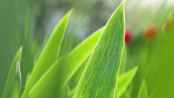 Green young grass leaves growing in spring garden