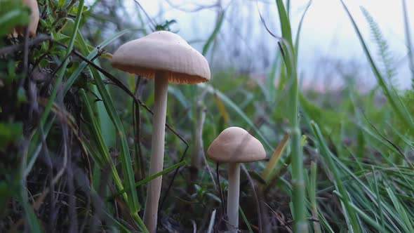 Close up of two tiny poisonous mushroom growing through the wild vegetation.