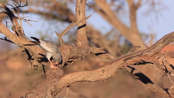 Pale Chanting Goshawk perched on dry branch eats lizzard in Kalahari alt