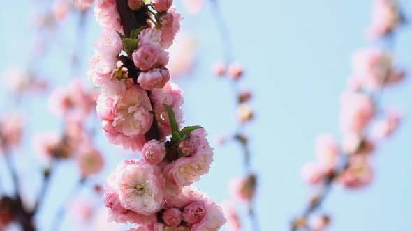 Blossom Pink Sakura