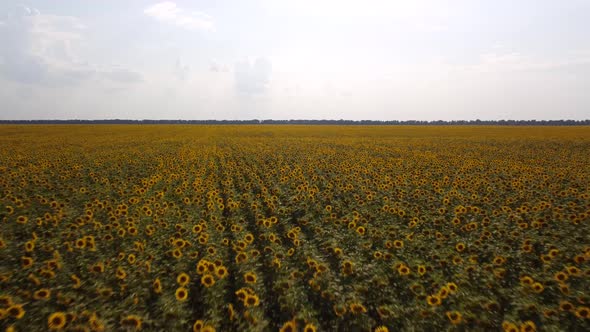 Aerial footage over field of sunflowers