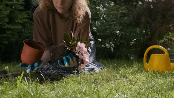 Woman Planting Busy Lizzie Flowering Plant Into Ground alt