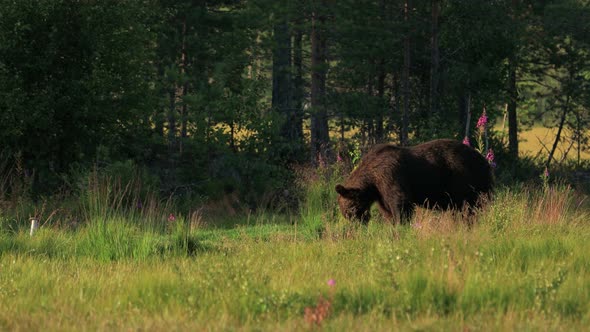 Brown Bear Ursus Arctos in Wild Nature Is a Bear That Is Found Across Much of Northern Eurasia alt