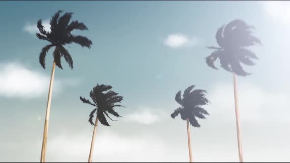 Palm Trees Along The Road When Driving