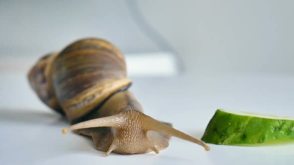 One Big Achatina Snail is Eating the Slice of the Cucumber and Green Lettuce or Salad on White Table alt