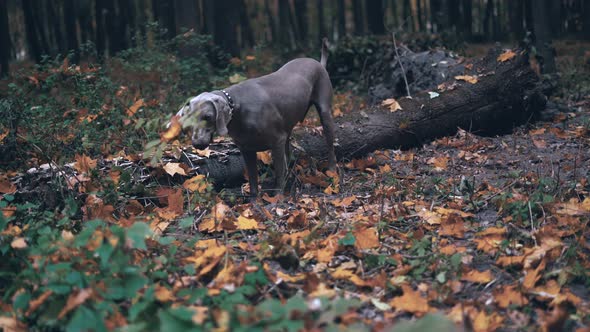 Hunting Dog Breed Weimaraner Silver Ghost Digging a Hole in the Ground in Forest