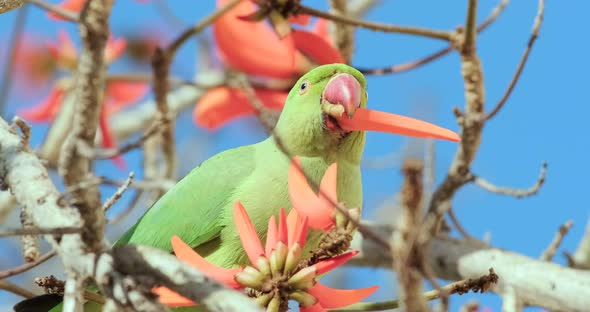 A Green Parrot drinks nectar from blooming red flowers alt