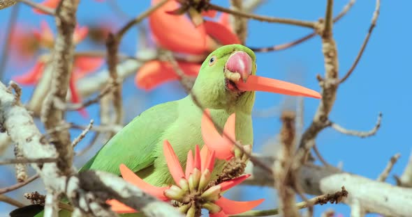 A Green Parrot drinks nectar from blooming red flowers