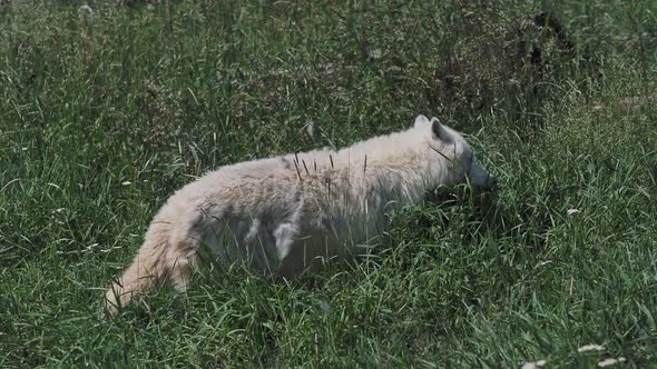 Arctic wolf in grass (Canis lupus arctos), also known as the white wolf or polar wolf