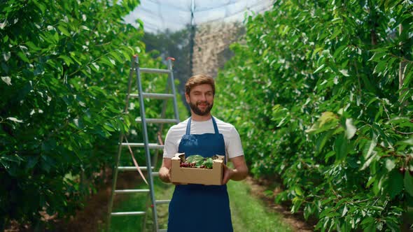 Entrepreneur Farming Cherry Berry Show Organic Food Box in Garden Fruit Orchard alt