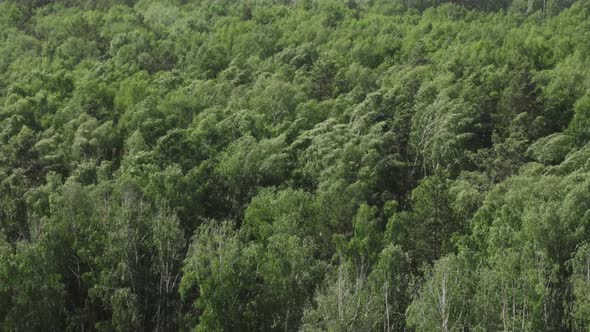 Birch forest in windy weather