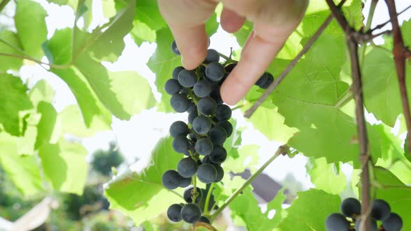 Bunch of Black Grapes on the Vine alt