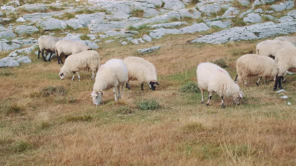 View of a Flock of Sheep Grazing in the Grass Near the Rocky Mountains