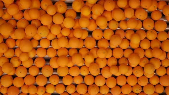 Freshly harvested oranges on a conveyor belt in processing plant