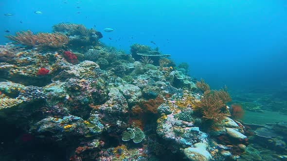 camera gliding on top of a colorful coral ridge under water. alt