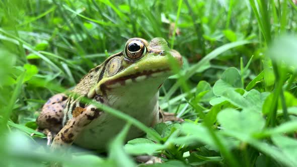 Close Up of a Common Water Frog Sitting Amidst Grass and Leaves alt