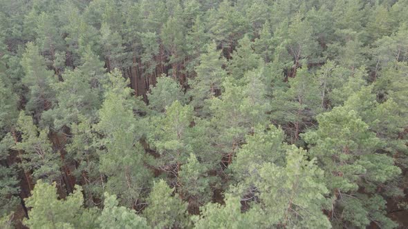 Trees in a Pine Forest During the Day Aerial View alt