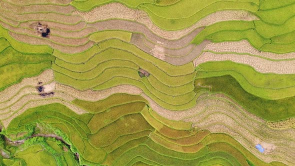 Drone Top Down Angle View of Yellow Rice Terraces in Asia alt