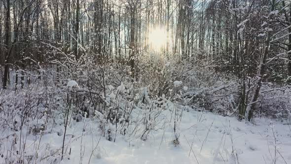 Bushes in Snow