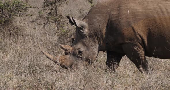 White Rhinoceros, ceratotherium simum, Mother walking, Nairobi Park in Kenya, Real Time 4K alt