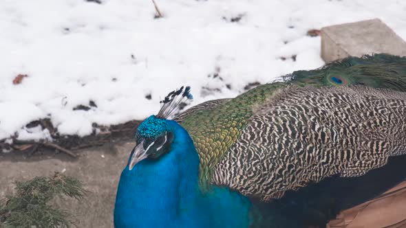 Slow Motion Portrait a Male Peacock Near the Snow