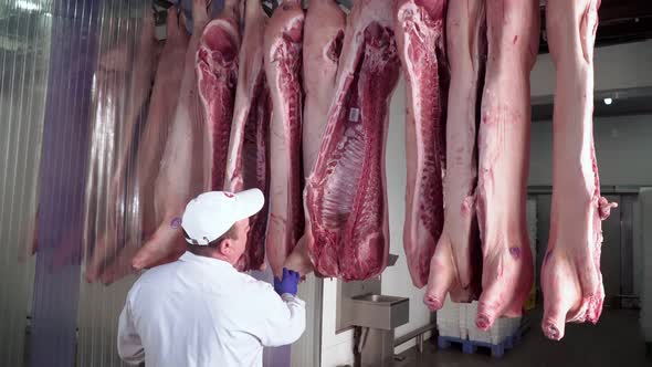 Man Checking and Observing Raw Pig Carcases Hanging in Track alt