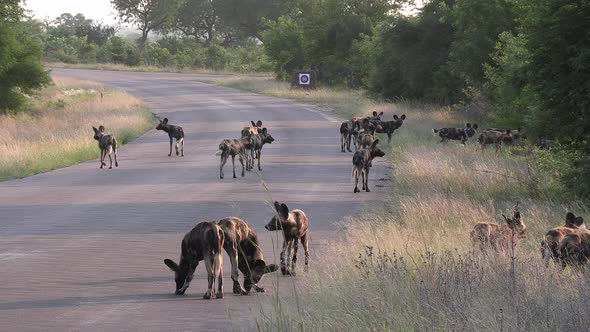 A large pack of wild dogs walking down a tarred road. alt