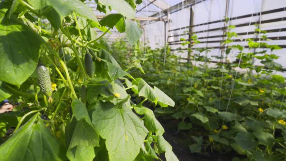 Cucumbers Ripen on Green Bush Growing in Kitchen Garden