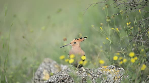 The hoopoe (Upupa epops) scares the other hoopoe off the stone