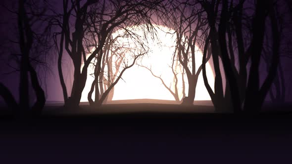 Sunset In Forest Hd