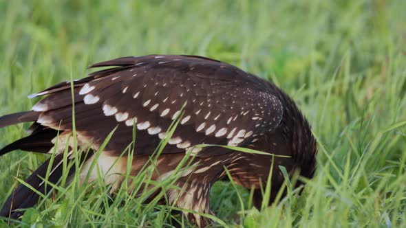 Closeup of a Juvenile Lesser Spotted Eagle in the Ground alt