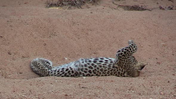 A funny and cute clip of a leopard cub rolling around on its back playfully swatting at flies. alt