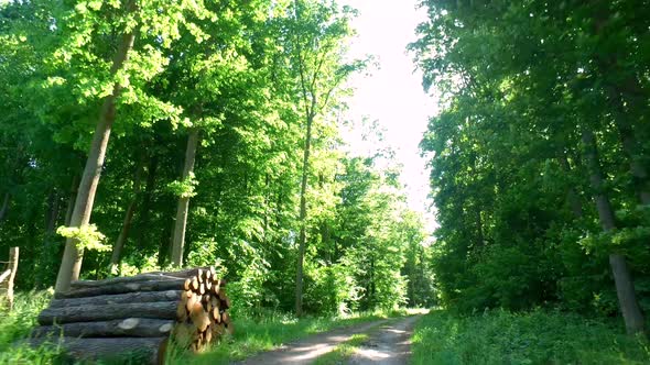 Driving on country road in green forest, Poland, Europe alt