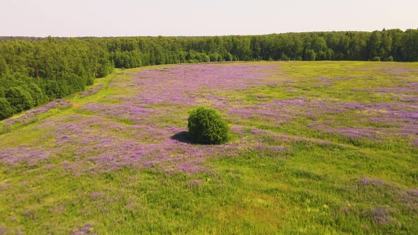 Lilac Lupins Bloom at the Edge of the Field alt