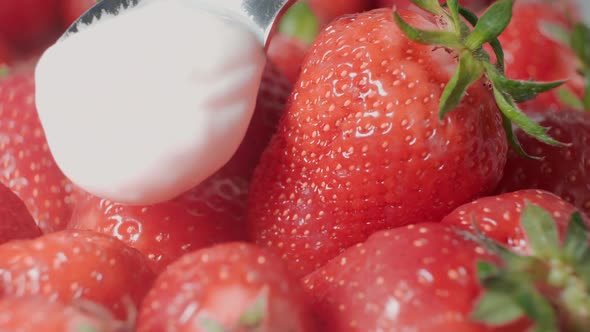 Fresh strawberries are drizzled with cream. Yogurt dripping on strawberries. Organic ripe strawberry