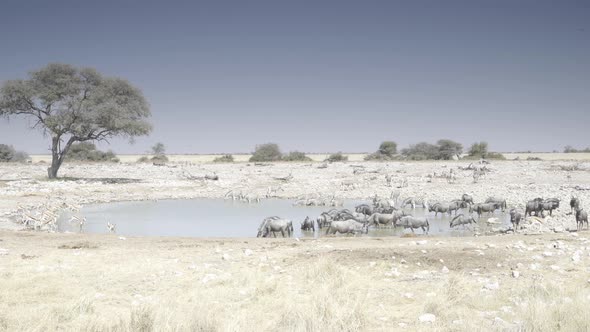 Calm But Crowded Waterhole