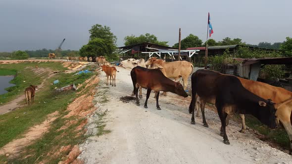 Cow leave the kraal. alt