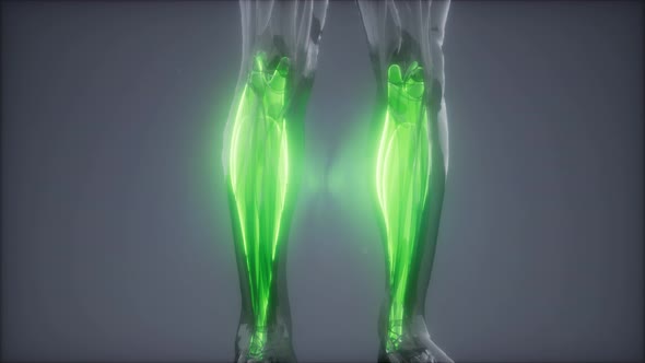 Gastrocnemius- Visible Muscle Anatomy Map alt