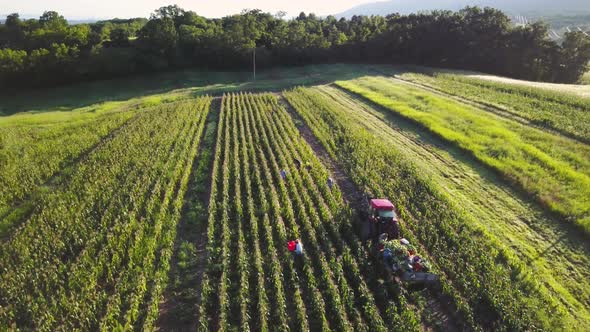 Aerial of tractor and corn wagon in corn field with workers on a summer morning. alt