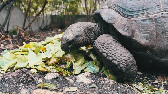 Huge Aldabra Giant Tortoise Eats Green Leaves in the Reserve Zanzibar Africa alt