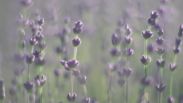 Lavender Flower Spring Background with Beautiful Purple Colors and Bokeh Lights alt