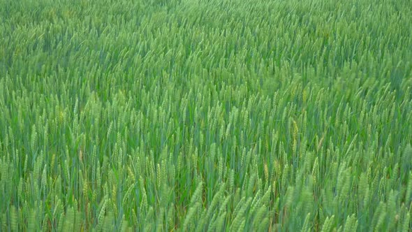 Green Wheat On Field 4 alt
