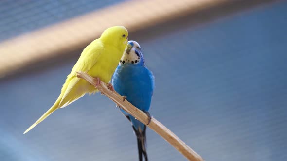 Two Colorful Parrots Gives Food To Each Other