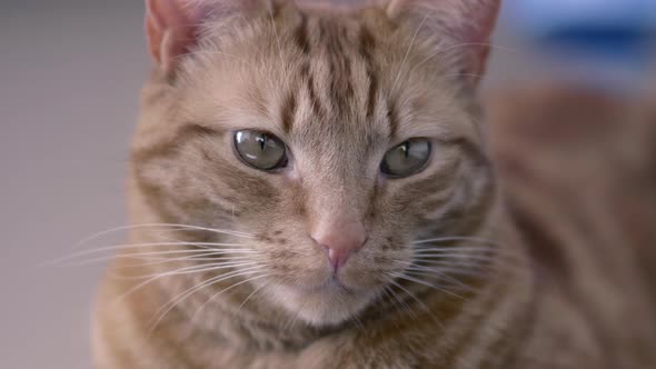 Lazy but playful cat lounges around a house lazily 9