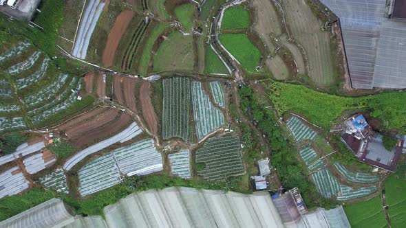Cameron Highlands, Pahang Malaysia alt