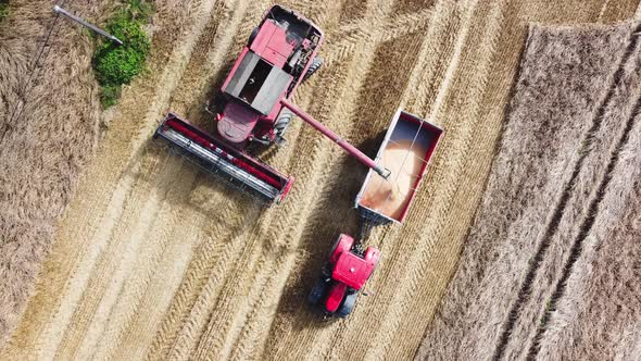 The harvester pours the harvested grain into the tractor. Harvesting time.