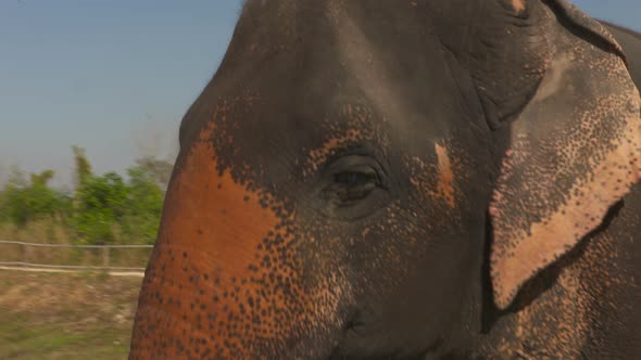 Close-up of an Asian elephant with depigmented skin on its trunk and ears. alt