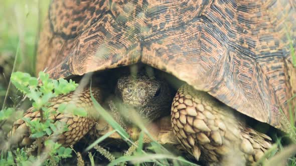 Leopard Tortoise Resting On The Green Grass In El Karama Lodge, Kenya. - closeup shot alt