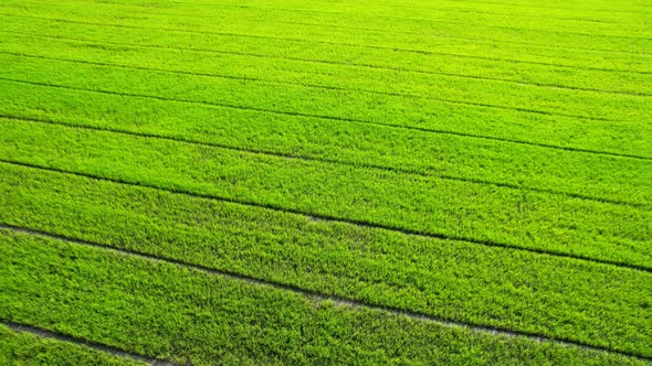 Drone flying over the beautiful rice field scenery. nature green pattern alt