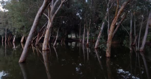 Entering anding through arch of trees with trunks sunken in dark lake water. alt